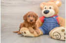 Mini Irish Doodle Pup Being Cute