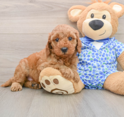 6 week old Mini Irish Doodle Puppy For Sale - Premier Pups