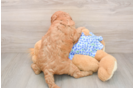 Mini Irish Doodle Puppy for Adoption