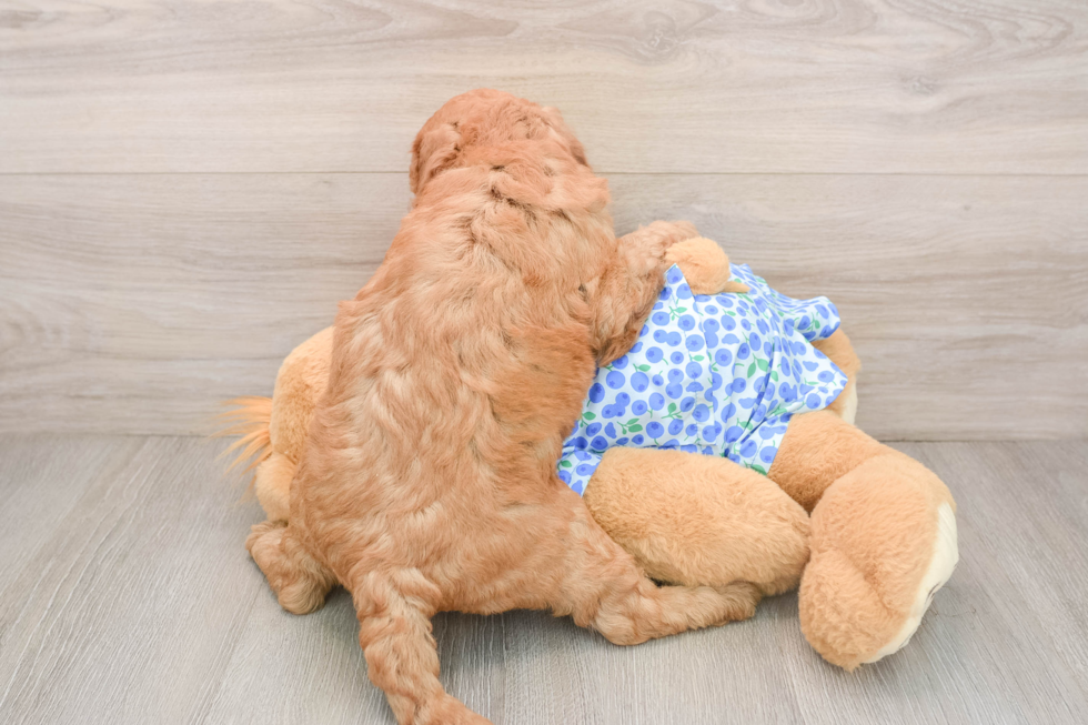 Mini Irish Doodle Puppy for Adoption