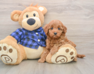 6 week old Mini Irish Doodle Puppy For Sale - Premier Pups