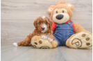 Energetic Mini Irishdoodle Poodle Mix Puppy