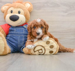 5 week old Mini Irish Doodle Puppy For Sale - Premier Pups