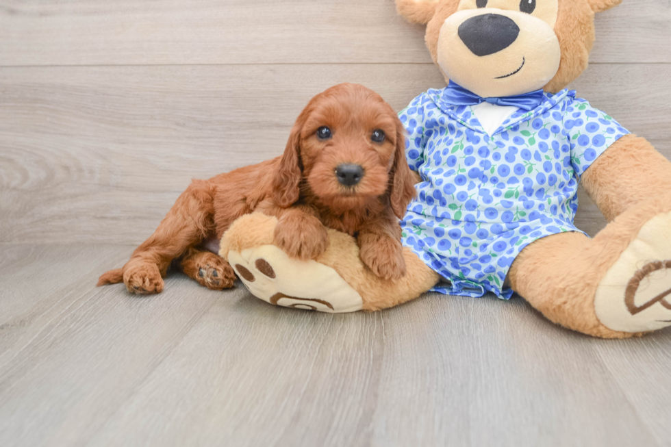 Fluffy Mini Irish Doodle Poodle Mix Pup