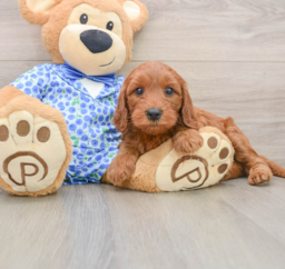 7 week old Mini Irish Doodle Puppy For Sale - Premier Pups