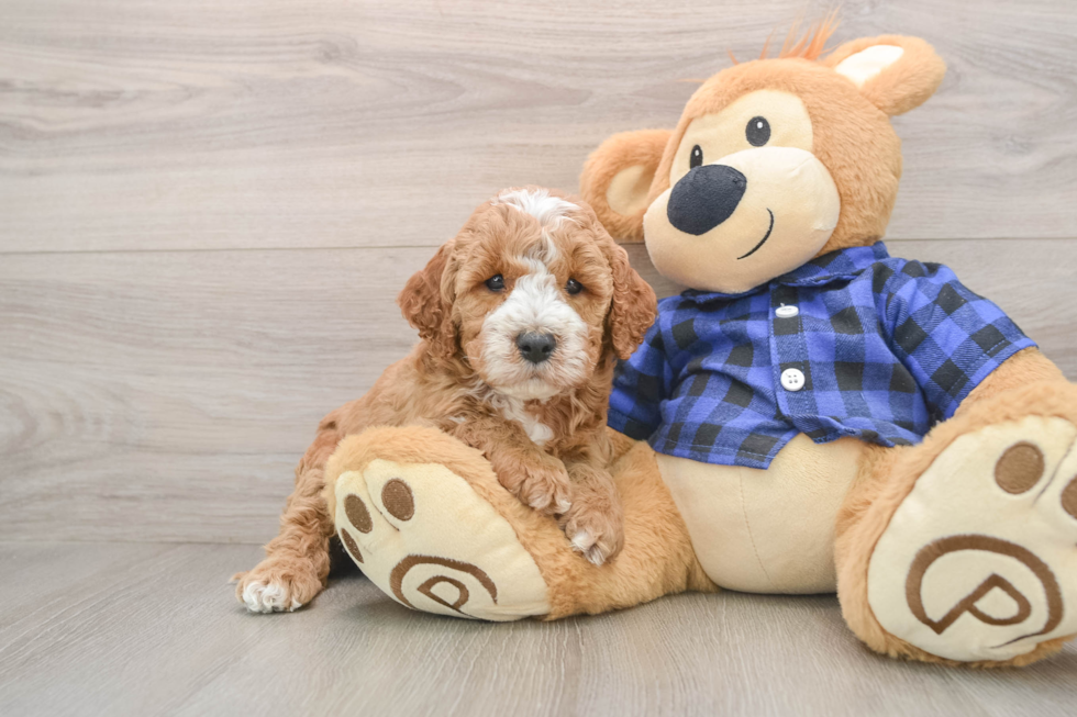 Mini Irish Doodle Puppy for Adoption