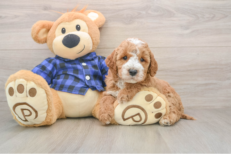 Fluffy Mini Irish Doodle Poodle Mix Pup