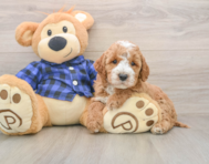 5 week old Mini Irish Doodle Puppy For Sale - Premier Pups