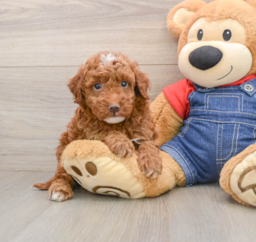 5 week old Mini Irish Doodle Puppy For Sale - Premier Pups