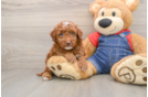 Hypoallergenic Irish Setterpoo Poodle Mix Puppy
