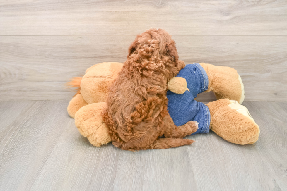 Hypoallergenic Setterdoodle Poodle Mix Puppy