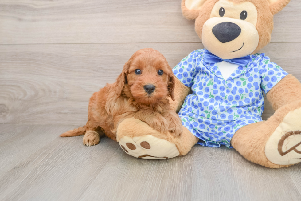 Mini Irish Doodle Puppy for Adoption