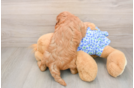Energetic Irish Poodle Poodle Mix Puppy