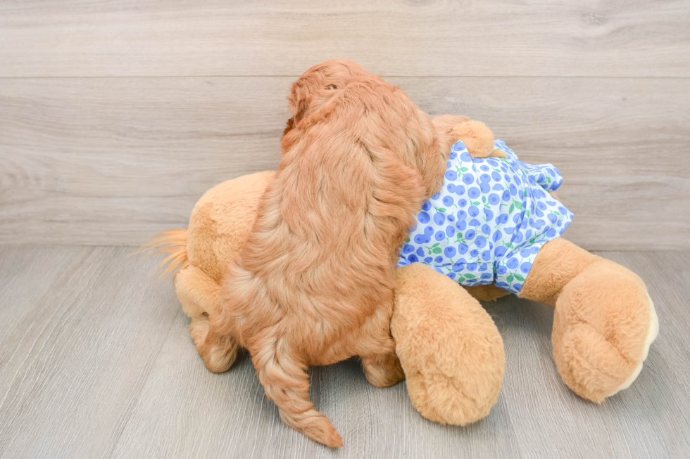Energetic Irish Poodle Poodle Mix Puppy