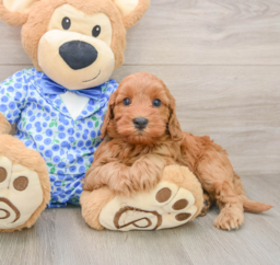 6 week old Mini Irish Doodle Puppy For Sale - Premier Pups