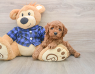 6 week old Mini Irish Doodle Puppy For Sale - Premier Pups