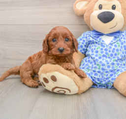 7 week old Mini Irish Doodle Puppy For Sale - Premier Pups