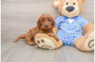 Mini Irish Doodle Pup Being Cute