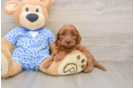 Mini Irish Doodle Puppy for Adoption