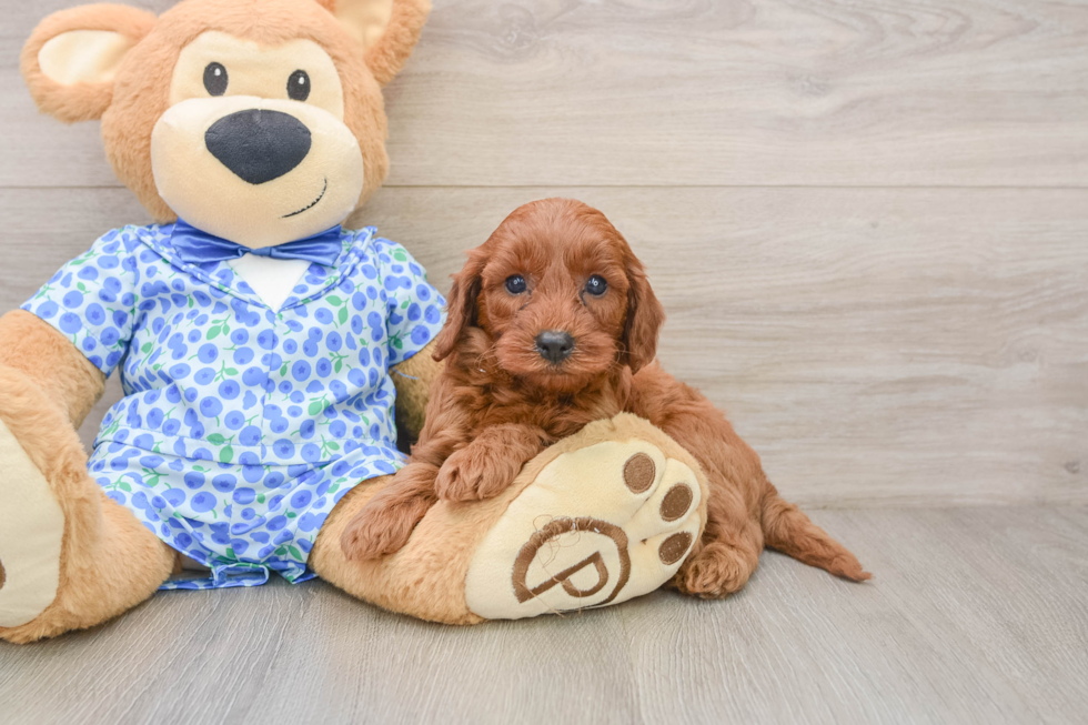 Mini Irish Doodle Puppy for Adoption