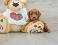 5 week old Mini Irish Doodle Puppy For Sale - Premier Pups