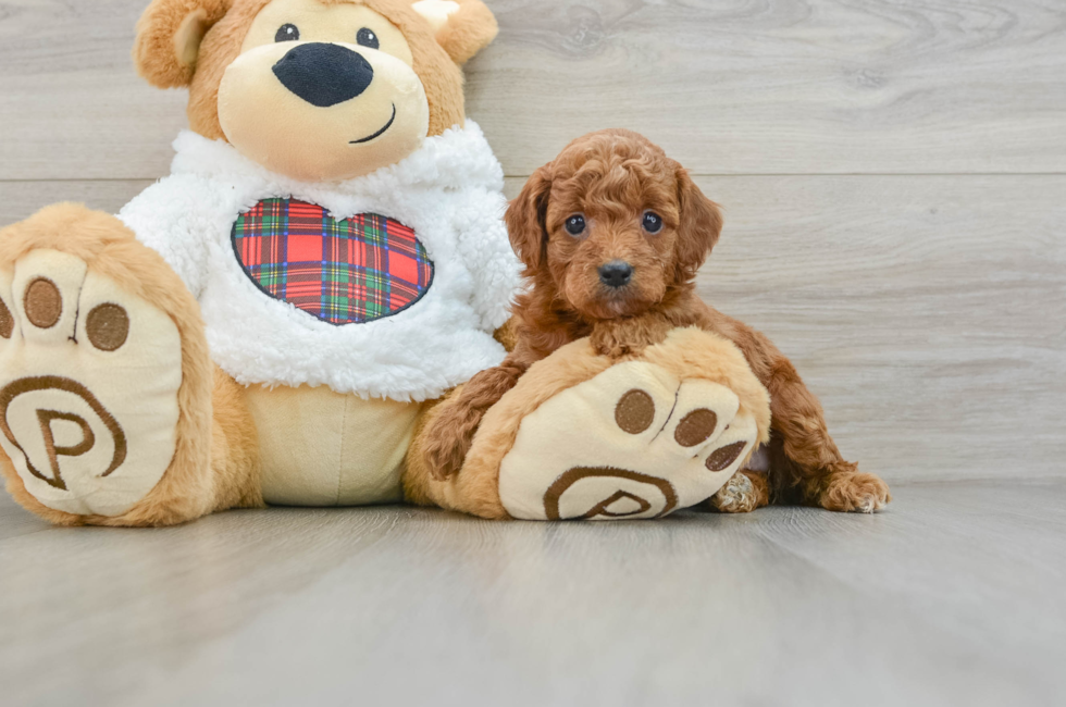 5 week old Mini Irish Doodle Puppy For Sale - Premier Pups