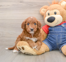 5 week old Mini Irish Doodle Puppy For Sale - Premier Pups