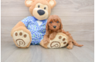 Popular Mini Irish Doodle Poodle Mix Pup