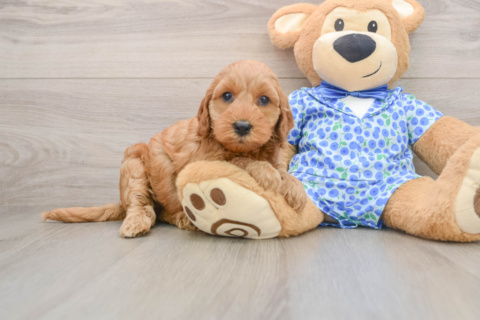 Petite Mini Irish Doodle Poodle Mix Pup