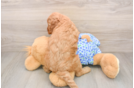 Mini Irish Doodle Puppy for Adoption