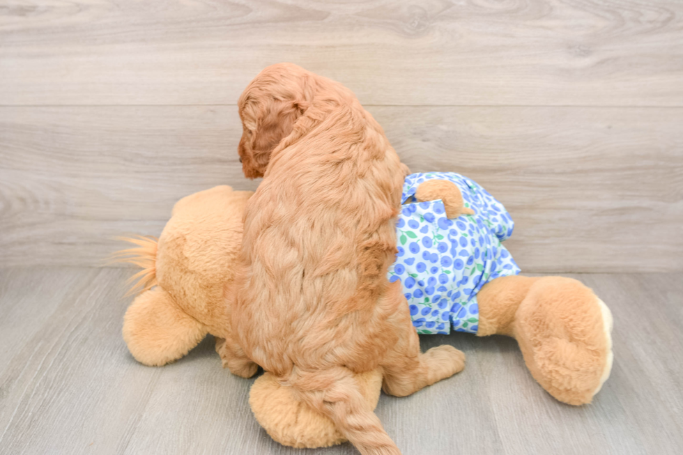 Mini Irish Doodle Puppy for Adoption
