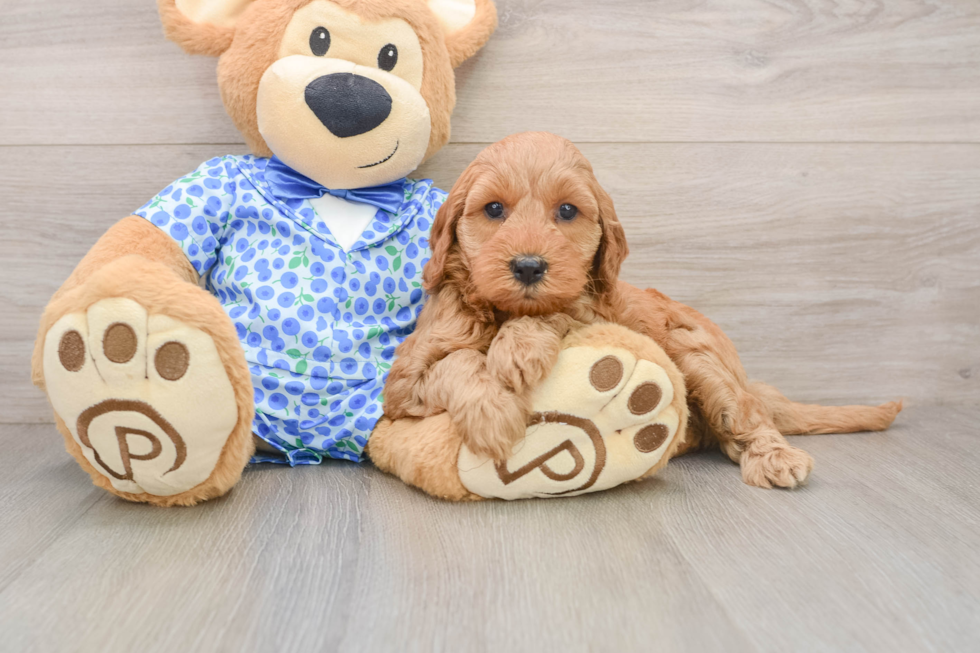 Best Mini Irish Doodle Baby