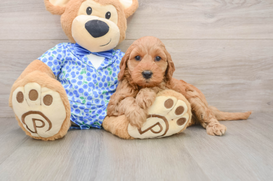 Best Mini Irish Doodle Baby