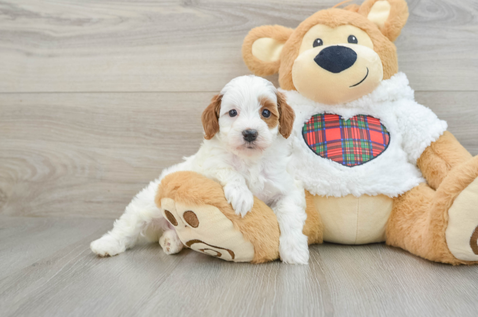 5 week old Mini Irish Doodle Puppy For Sale - Premier Pups