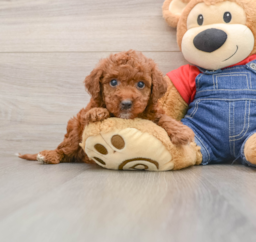 6 week old Mini Irish Doodle Puppy For Sale - Premier Pups