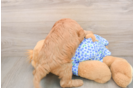 Mini Irish Doodle Pup Being Cute