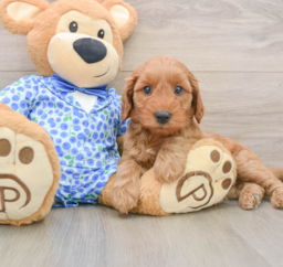 8 week old Mini Irish Doodle Puppy For Sale - Premier Pups