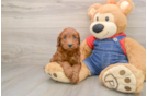 Best Mini Irish Doodle Baby