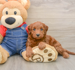 7 week old Mini Irish Doodle Puppy For Sale - Premier Pups