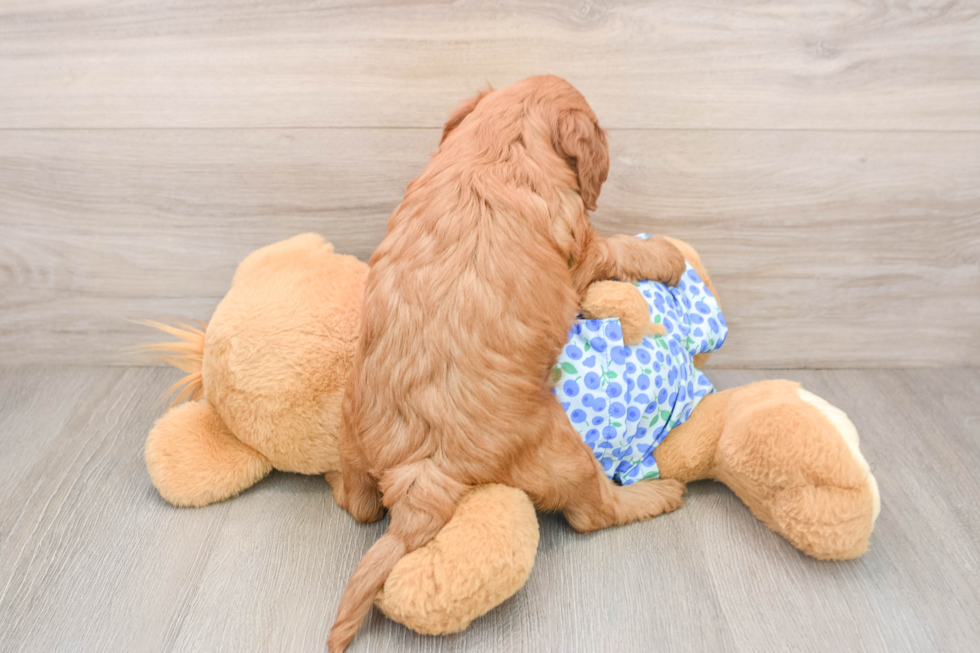 Mini Irish Doodle Pup Being Cute