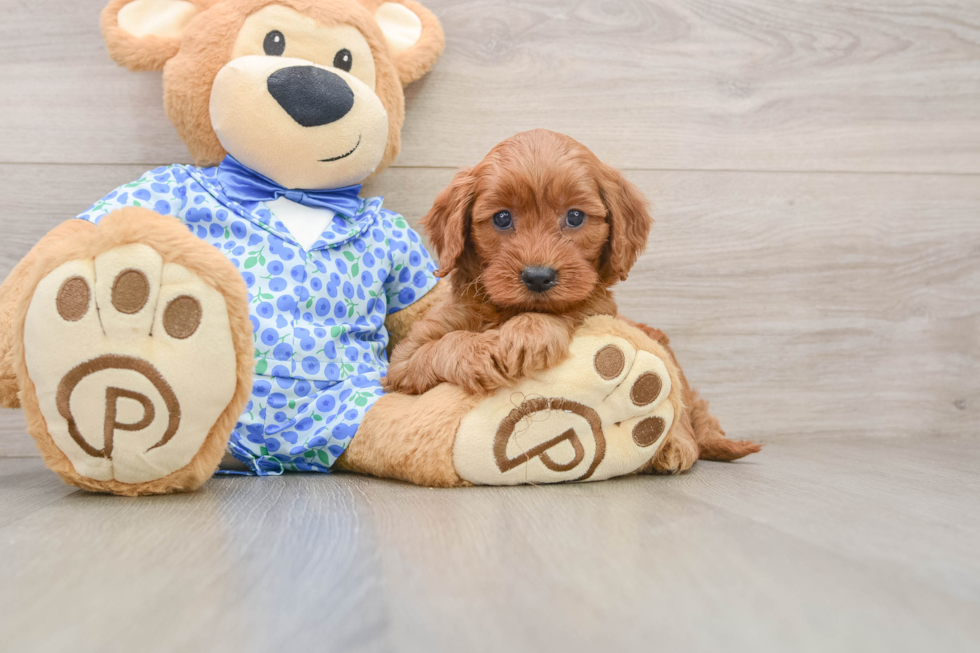 Funny Mini Irish Doodle Poodle Mix Pup