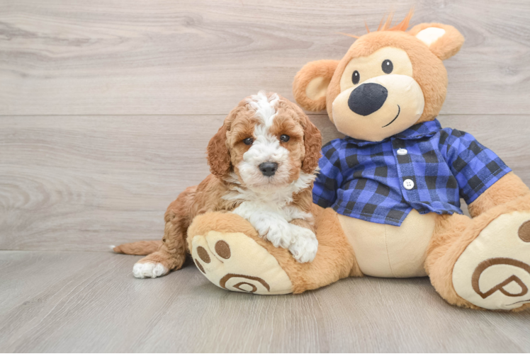 Adorable Irish Poodle Poodle Mix Puppy