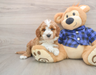 6 week old Mini Irish Doodle Puppy For Sale - Premier Pups