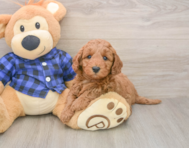 6 week old Mini Irish Doodle Puppy For Sale - Premier Pups