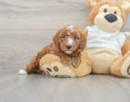 8 week old Mini Irish Doodle Puppy For Sale - Premier Pups
