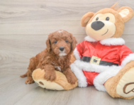 5 week old Mini Irish Doodle Puppy For Sale - Premier Pups