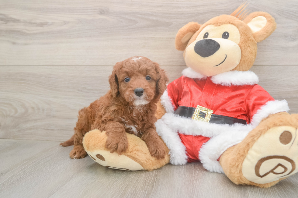 5 week old Mini Irish Doodle Puppy For Sale - Premier Pups