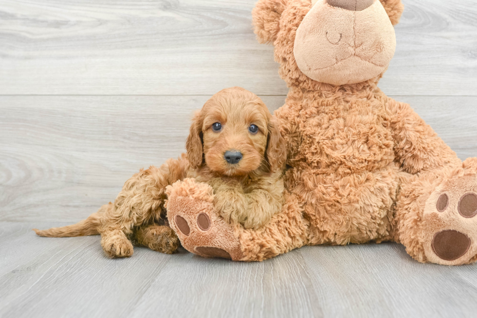 Funny Mini Irish Doodle Poodle Mix Pup