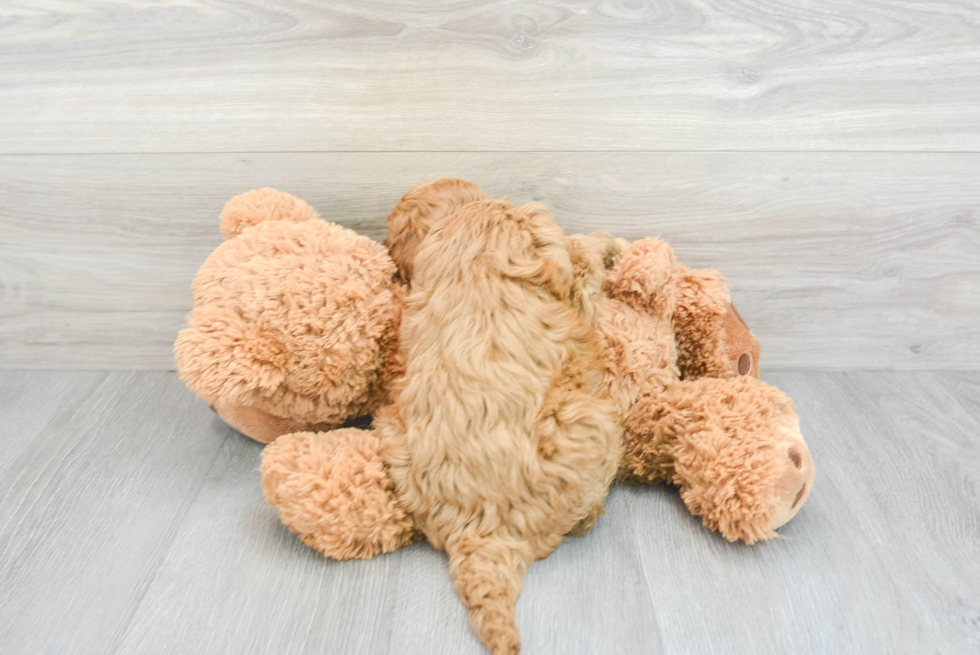 Mini Irish Doodle Pup Being Cute