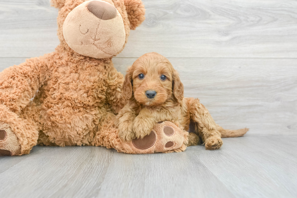 Small Mini Irish Doodle Baby